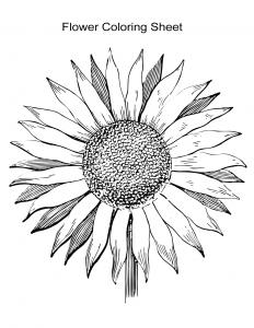 Flower Coloring Sheet 3