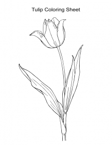 Flower Coloring Sheet Tulip