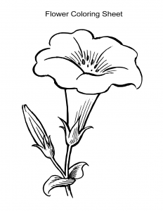 morning glory coloring pages