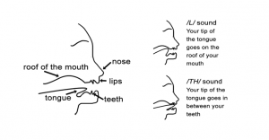 Phonetic Sounds: Mouth Anatomy for English Pronunciation